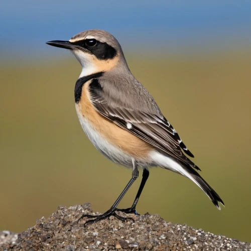 wheatear,motacilla alba,kildeer,killdeer,charadriiformes,petrequin,caesalpinioideae,aracama,muscicapa,empidonax,thornbills,fringilla coelebs,cisticolas,parus caeruleus,anicetus,lesser sand plover,collared inca,lophophanes cristatus,charadriidae,alaudidae,Photography,General,Realistic