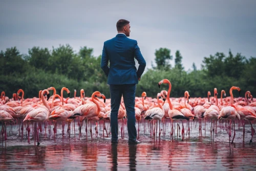 flamingo couple,flamingos,flamingoes,greater flamingo,two flamingo,pink flamingo,pink flamingos,flamingo,flamencos,flamininus,the danube delta,phoenicopterus,danube delta,phoenicopteriformes,man in pink,stilts,flamingo pattern,phoenicopteridae,stilt,standing man,Photography,Documentary Photography,Documentary Photography 14