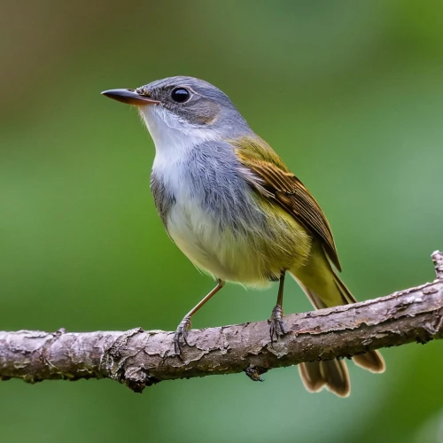 eastern yellow robin,apalis,african dusky flycatcher,tyrannulet,tyrant flycatcher,tristis,toricelli,himalayan bulbul,thornbills,indicatoridae,prinia,large flycatcher,muscicapa,fringilla coelebs,guatemalensis,columbellidae,old world flycatcher,petrequin,periparus ater,phylloscopus,Photography,General,Realistic