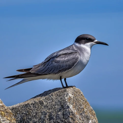 sooty tern,black tern,sandwich tern,laridae,coastal bird,a species of marine bird,murrelet,calidris alba,motacilla alba,alaudidae,parus caeruleus,sea swallow,luginbill,whiskered tern,alcidae,seabird,phalacrocoracidae,cape gull,wheatear,petrel,Photography,General,Realistic