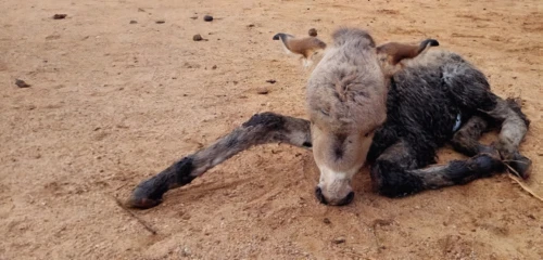 jallikattu,chinkara,bakra,bishnoi,seddik,bakri,qurbana,qurban,gadani,qurbani,bogoria,suckling foal,badaun,babiker,kgalagadi,markhor,blackbuck,goral,kasaravalli,bushmeat