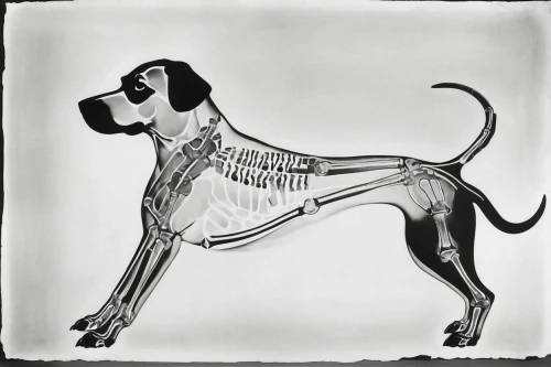 coonhound,saluki,dog illustration,dog drawing,rat terrier,dog line art,catahoula,pinscher,galgo,lurcher,great dane,sighthounds,sighthound,greyhound,short proboscis springer ear,dog cartoon,marmaduke,gundogmus,hindquarters,german longhaired pointer,Illustration,Realistic Fantasy,Realistic Fantasy 21