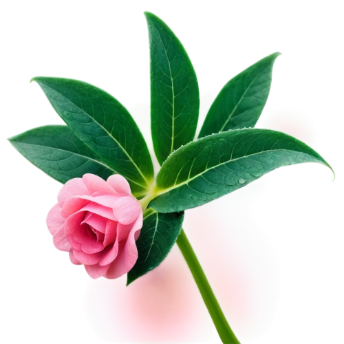 evergreen rose,flower background,flower wallpaper,paper flower background,pink floral background,pink flower,rose leaf,pink lisianthus,flowers png,rose bud,tea rose,rose plant,rose flower illustration,nerium oleander,flower bud,camellia,pink rose,camelia,pink carnation,spring leaf background,Art,Artistic Painting,Artistic Painting 09