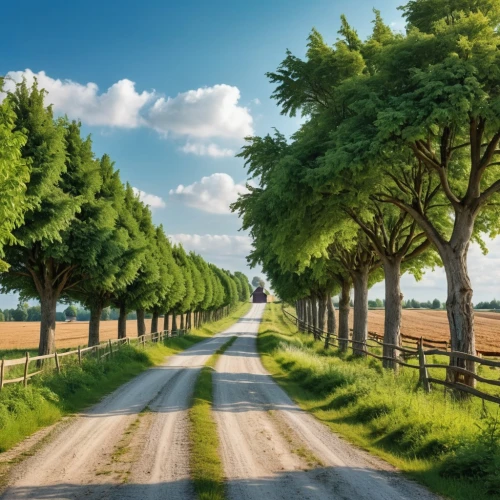 tree lined lane,country road,tree lined avenue,aaaa,tree-lined avenue,tree lined path,landscape background,rural landscape,nature background,background view nature,agroforestry,dirt road,tree lined,vineyard road,forest road,aaa,green landscape,row of trees,green trees,farm landscape,Photography,General,Realistic