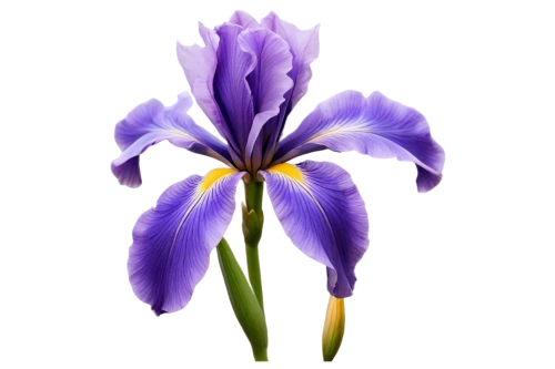 dwarf iris,flowers png,african lily,tulipan violet,hyacinthus,irises,purple irises,purple tulip,violet tulip,dutch iris,purple flower,hyacinths,lavender flower,violet flowers,flower purple,brodiaea,purple crocus,blu flower,crown chakra flower,iris,Art,Artistic Painting,Artistic Painting 48