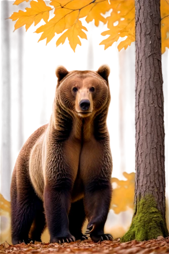 european brown bear,brown bear,cute bear,ursine,fulgens,pando,wisent,nordic bear,forest animal,disneynature,red panda,orso,bear cub,brown bears,little bear,bear,grizzly cub,pandur,tanuki,bearlike,Photography,Artistic Photography,Artistic Photography 11