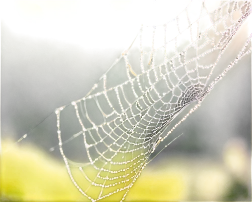 morning dew in the cobweb,spider silk,cobweb,spider's web,spider web,spiderweb,spiderwebs,web,cobwebs,cobwebbed,webs,webbed,gossamer,spidery,early morning dew,spider net,morning dew,web element,webbing,spiderlings,Art,Classical Oil Painting,Classical Oil Painting 32