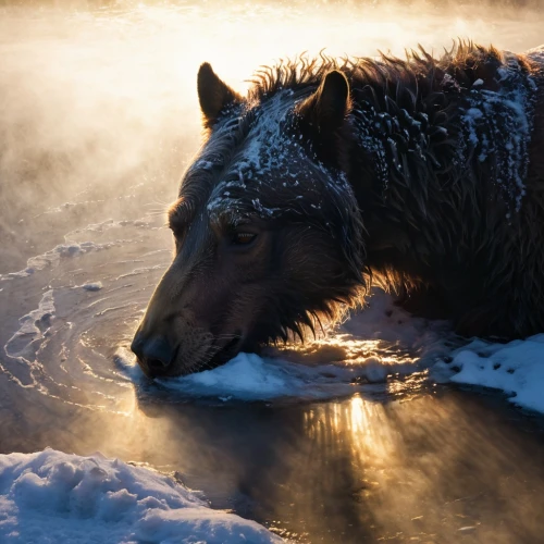 graywolf,wild boar,brown bear,european wolf,chukchi,gray wolf,serow,subarctic,greywolf,howling wolf,european brown bear,kuskokwim,blackwolf,canidae,black shepherd,mantled,watership,the red fox,sealskin,thawing,Conceptual Art,Daily,Daily 23