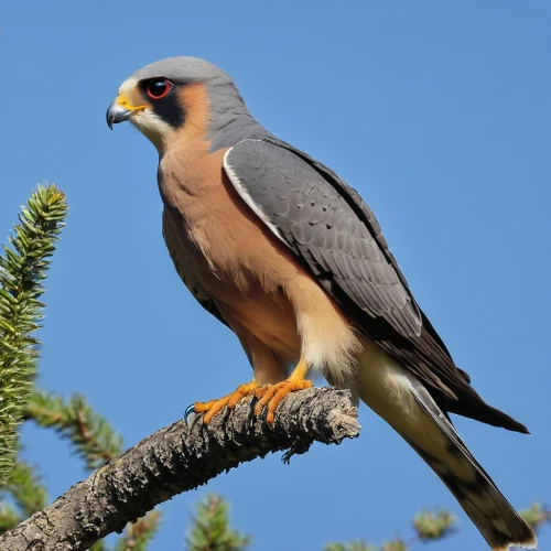 new zealand falcon,aplomado falcon,american kestrel,falconidae,falconet,falconiformes,falco peregrinus,waxhaws,caracara,caracaras,lanner falcon,caracara plancus,red tailed kite,black-shouldered kite,alcedo,singing hawk,crested hawk-eagle,sparrowhawks,woodswallow,kestrel,Photography,General,Realistic