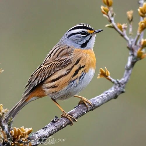 emberiza,cisticolas,longspur,saffron bunting,firecrest,common firecrest,fringilla coelebs,meadowlarks,accentor,thornbills,yellow-throated bunting,meadowlark,accentors,saxicola,rufous,fringillidae,campestris,caesalpinioideae,wattled,empidonax,Unique,Design,Sticker