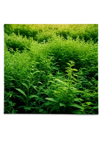 crop plant,motherwort,ragweed,high grass,long grass,mugwort,green wallpaper,nettle leaves,herbage,allelopathic,nettles,indian nettle,green wheat,green landscape,green plants,block of grass,meadow plant,green meadow,stinging nettle,green fields,Conceptual Art,Oil color,Oil Color 08