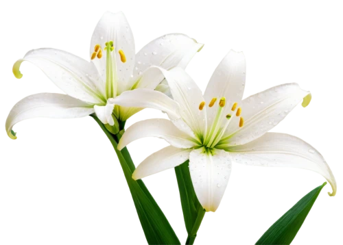 easter lilies,flowers png,white lily,lilies of the valley,madonna lily,lily of the valley,lilies,lillies,lily flower,flower background,lily of the field,white flower,lilly of the valley,white trumpet lily,delicate white flower,hymenocallis,flower wallpaper,grass lily,peace lilies,white flowers,Conceptual Art,Oil color,Oil Color 09