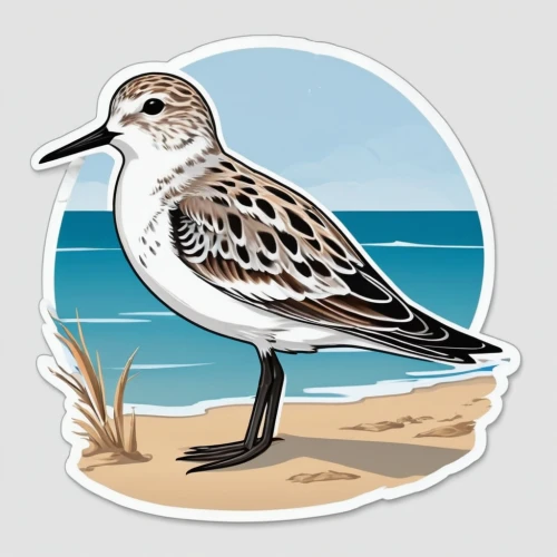 white-rumped sandpiper,sanderling,dotterels,sandpiper,laridae,least sandpiper,sand plover,dotterel,the sandpiper sand,dunlin,the sandpiper,phalarope,shorebird,pectoral sandpiper,the sandpiper general,murrelet,marsh sandpiper,calidris pugnax,calidris alba,luginbill,Unique,Design,Sticker