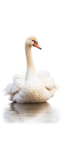 trumpeter swan,gooseander,swan,swan on the lake,swanning,swan chick,branta,young swan,cygnet,lameduck,white swan,mute swan,trumpet of the swan,goose,nile goose,rockerduck,swan cub,snow goose,swan lake,glaucous,Photography,Artistic Photography,Artistic Photography 03