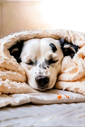 sleeping dog,cocooning,btrc,warm and cozy,dog sleeping face,chihuahua,cute puppy,despierta,cozied,jack russell terrier,snoozing,zzzz,pupillidae,chihuahuas,duvets,jack russell,bedded,snorer,zzz,burrito,Conceptual Art,Graffiti Art,Graffiti Art 08
