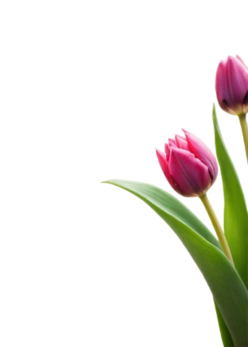tulip background,pink tulip,flowers png,tulip flowers,pink tulips,flower wallpaper,flower background,two tulips,tulip blossom,tulp,flower bud,parrot tulip,tulipa,tulips,beautiful flower,tulip,purple tulip,floral digital background,spring background,flower opening,Photography,General,Commercial