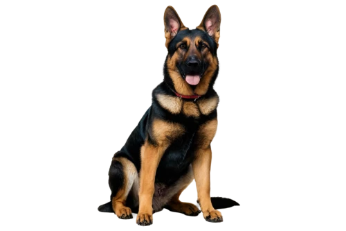 german shepherd,german shepherd dog,schutzhund,belgian shepherd dog,mwd,alsatian,doberan,gsd,malinois,alsatians,doberman,satian,black german shepherd,old german shepherd dog,rott,malinovsky,wolstein,a police dog,dobie,black shepherd,Illustration,Realistic Fantasy,Realistic Fantasy 03