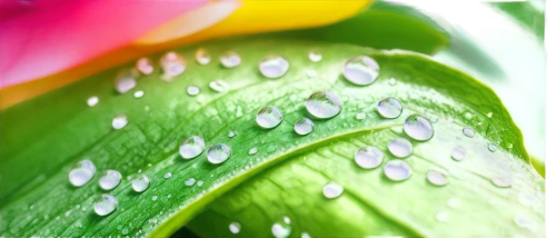 spring leaf background,dewdrops,dew drops,rainwater drops,dew drop,dewdrop,waterdrops,raindrop,water droplets,dew droplets,dew drops on flower,droplets,water drops,raindrops,spring background,droplet,droplets of water,water droplet,watered,rain droplets,Photography,Black and white photography,Black and White Photography 04