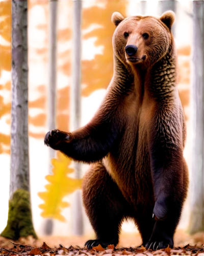 european brown bear,brown bear,nordic bear,bearlike,bear,cute bear,ursine,bearse,scandia bear,great bear,bear kamchatka,brown bears,orso,bearss,grizzly bear,little bear,bear guardian,grizzly,beary,bearman,Illustration,Abstract Fantasy,Abstract Fantasy 03