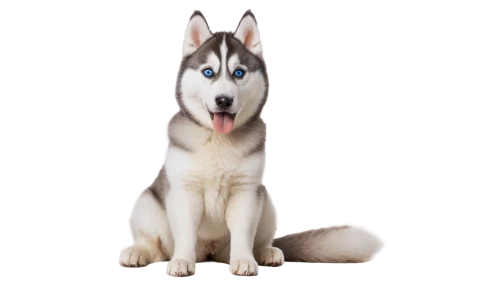 siberian husky,malamute,husky,aleu,malamutes,huskic,husked,huskey,husker,atka,huskie,wolstein,elkhound,balto,kishu,wolfdog,huskies,canidae,alaskan malamute,wellard,Illustration,American Style,American Style 12