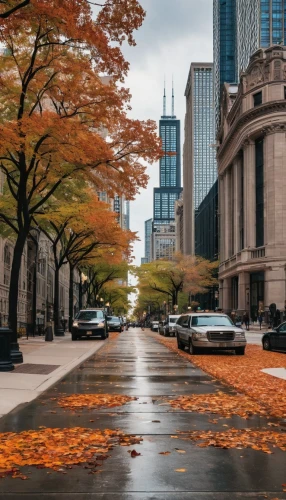 streeterville,toronto,toronto city hall,torontos,spadina,leaves are falling,detroit,paved square,indianapolis,tree-lined avenue,detriot,autumns,robarts,montreal,the trees in the fall,berczy,mississauga,maple road,ryerson,philadelphia,Illustration,Black and White,Black and White 15