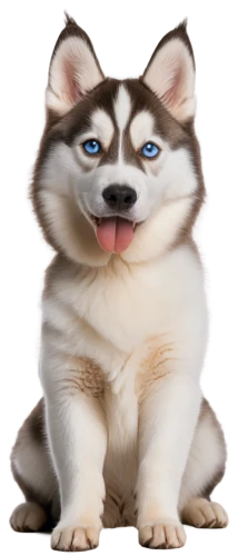 huskic,malamutes,malamute,inu,sheeb,ein,dogana,mogridge,shib,shibe,husked,dogrib,shiba,wedag,borga,bork,puppa,dog,shibboleths,yukai,Conceptual Art,Daily,Daily 11