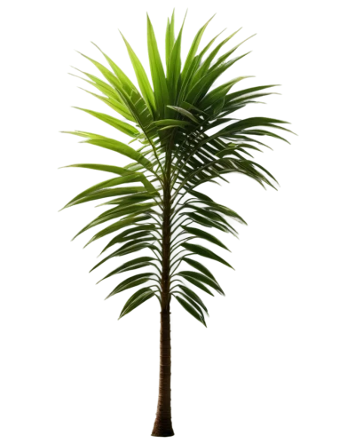 palm tree vector,palmtree,fan palm,palmetto,palm tree,palmettos,palmera,wine palm,coconut palm tree,arecaceae,palm,palm blossom,palm leaf,washingtonia,easter palm,cycas,coconut tree,palm in palm,norfolk island pine,coconut palm,Art,Classical Oil Painting,Classical Oil Painting 36