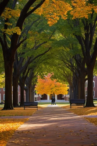 the trees in the fall,tree-lined avenue,tree lined avenue,trees in the fall,autumn in the park,autumn park,tree lined,autumn trees,row of trees,uva,autumns,tree lined path,fall foliage,autumn scenery,colored leaves,tree lined lane,fall leaves,fall landscape,autumn color,in the fall,Illustration,Abstract Fantasy,Abstract Fantasy 20