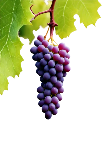 purple grapes,wine grape,wine grapes,grapes,blue grapes,vineyard grapes,red grapes,winegrape,grape vine,unripe grapes,grapevines,table grapes,fresh grapes,viognier grapes,bright grape,tempranillo,sangiovese,grape leaf,bunch of grapes,wood and grapes,Illustration,Retro,Retro 09