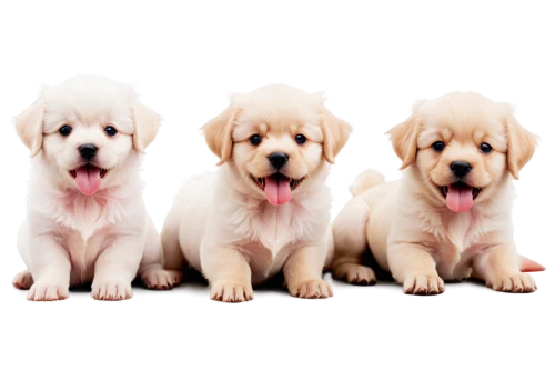 labradors,goldens,labrador retriever,golden retriever,golden retriever puppy,golden retriver,puppies,three dogs,retrievers,color dogs,dog breed,canines,dog pure-breed,quadrupeds,parvovirus,retriever,animorphs,cute puppy,beagles,bloodhounds,Illustration,Realistic Fantasy,Realistic Fantasy 19