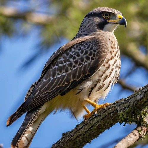 lanner falcon,new zealand falcon,falconidae,aplomado falcon,young hawk,saker falcon,peregrine falcon,northern goshawk,falco peregrinus,falconiformes,crested hawk-eagle,coopers hawk,redtail hawk,broad winged hawk,king buzzard,haliaeetus,caracara,peregrine,goshawk,redtail,Photography,General,Realistic