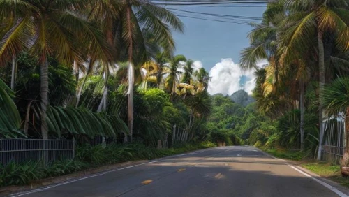 fordlandia,palm forest,coconut palms,coconut trees,tramroad,cycads,andamans,forest road,coastal road,road,tropical forest,gregory highway,country road,asphalt road,kosrae,coconut grove,tree lined lane,orocovis,guyane,phuket province,Realistic,Foods,None