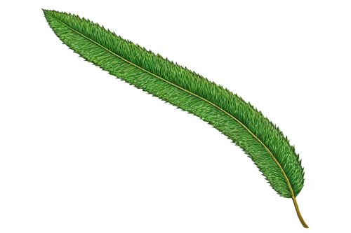 palm leaf,spikelet,fern leaf,petiole,leaf fern,tropical leaf,feather bristle grass,elegans,grass fronds,echinochloa,eleocharis,citronella,trumpet leaf,aloe vera leaf,asparagaceae,huana,fishtail palm,blade of grass,lycopodium,spikelets,Illustration,American Style,American Style 03