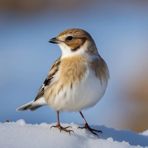 emberiza,vink,pied triller,whitelocke,wheatear,kildeer,snowbird,arctic birds,toricelli,thornbills,luginbill,motacilla alba,white wagtail,charadriidae,fringilla coelebs,cisticolas,sand plover,goldfinch in ozarks winter,passerine,skylark,Photography,General,Realistic