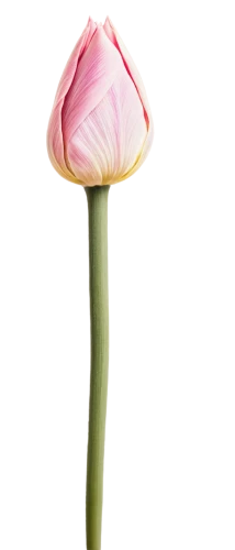 tulip background,pink tulip,rose png,flowers png,flower wallpaper,tulip,paper flower background,klatschmohn,ranunculus,flower background,two-tone flower,single flower,zantedeschia,pink carnation,pink poppy,rose bud,two tulips,poppy flower,tulipe,valentine flower,Conceptual Art,Graffiti Art,Graffiti Art 10