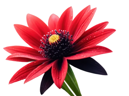 red gerbera,red chrysanthemum,red flower,red dahlia,gerbera flower,chrysanthemum background,flower background,flower wallpaper,flowers png,red anemone,red petals,flower of dahlia,gerbera,chrysanthemum cherry,flower illustrative,firecracker flower,star dahlia,beautiful flower,decorative flower,bicolored flower,Photography,Documentary Photography,Documentary Photography 15
