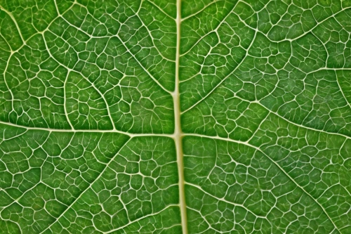 leaf veins,grape leaf,fig leaf,leaf structure,leaf pattern,beech leaf,leaf rectangle,leaf border,magnolia leaf,leaf,plant veins,green leaf,tropical leaf pattern,tropical leaf,trumpet leaf,foliage leaf,mammoth leaf,jungle leaf,nasturtium leaves,leaf macro,Illustration,Realistic Fantasy,Realistic Fantasy 42