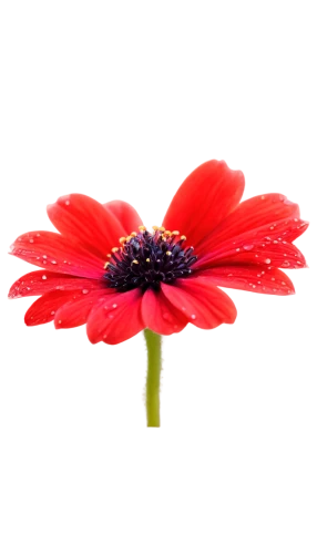 red gerbera,gerbera flower,gerbera,red flower,flower background,red anemone,red chrysanthemum,flowers png,flower wallpaper,klatschmohn,red anemones,chrysanthemum background,red petals,red poppy,poppy anemone,poppy flower,floral poppy,poppy red,on a red background,gerbera daisies,Art,Artistic Painting,Artistic Painting 32