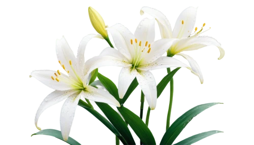 easter lilies,star of bethlehem,garden star of bethlehem,lilies of the valley,madonna lily,white lily,jonquils,flowers png,tulip background,lily of the valley,zephyranthes,flower background,flower wallpaper,lily of the field,lilly of the valley,white tulips,tulip white,white flower,lilies,doves lily of the valley,Illustration,Vector,Vector 09
