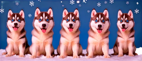 malamutes,huskies,christmasbackground,huskic,christmas background,snowflake background,christmas snowy background,woofers,malamute,wolfed,akitas,dogsled,husked,dogana,quadrupeds,pupillidae,christmas wallpaper,sled dog,canines,digital background,Illustration,Abstract Fantasy,Abstract Fantasy 13