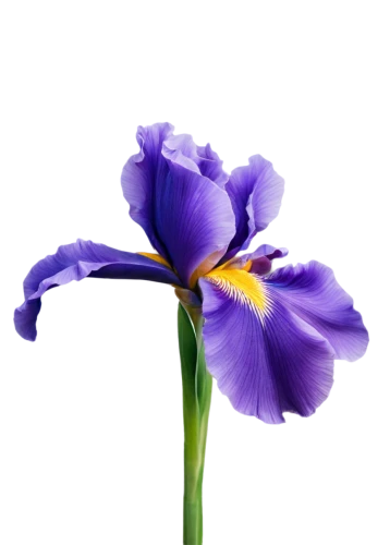 flowers png,purple flower,flower purple,purple tulip,african lily,blu flower,tulipan violet,blue flower,lavender flower,purple irises,dwarf iris,the lavender flower,violet flowers,violet colour,purple parrot tulip,flower background,purple,violet tulip,flower wallpaper,irises,Illustration,Children,Children 03