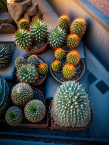 cacti,catopsis,yuccas,sclerocactus,ferocactus,echinopsis,labyrinthodonts,cactaceae,echinocereus,desert plants,prickles,cactuses,peyote,mammillaria,barrel cactus,fluorescens,cactus,balcony plants,plants in pots,rosettes,Photography,General,Fantasy