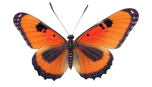 butterfly vector,orange butterfly,butterfly background,euphydryas,gulf fritillary,butterfly clip art,butterfly isolated,polygonia,heliconius,monarch butterfly,french butterfly,heliconius hecale,glass wing butterfly,isolated butterfly,morphos,forewing,cotingidae,butterfly moth,swordtail,junonia,Art,Classical Oil Painting,Classical Oil Painting 24