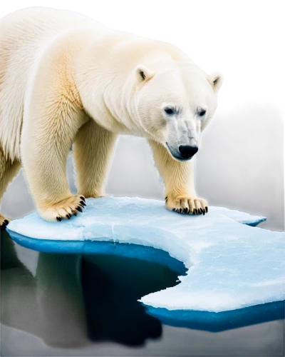 polar,ice bears,polar bear,icebear,aurora polar,arctica,polar aurora,polar bears,ice bear,yamal,arcticus,artic,paleoclimate,svalbard,arctic,arctic ocean,iceburg,arturo,polynya,artificial ice,Illustration,Paper based,Paper Based 01