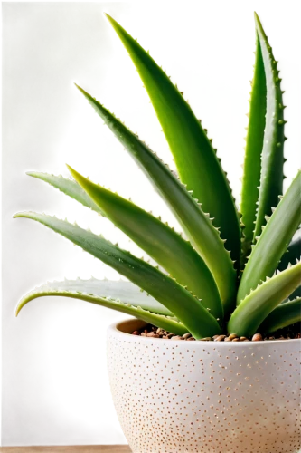 aloe vera leaf,aloe,agave,succulent plant,aloes,pineapple plant,cryptanthus,potted plant,desert plant,cactus digital background,sansevieria,aloe barbadensis,dyckia,aloe polyphylla,agaves,karchelia,torch aloe,houseplant,potted palm,tenuifolia,Photography,Fashion Photography,Fashion Photography 02