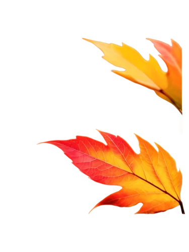 autumn background,autumn leaf,colored leaves,leaf background,colorful leaves,autumn leaves,spring leaf background,fall leaf,autumn frame,autumn leaf paper,red leaf,autumnal leaves,autumn flower,flame flower,red leaves,leaf color,fall leaves,red maple leaf,sunburst background,golden leaf,Art,Classical Oil Painting,Classical Oil Painting 44