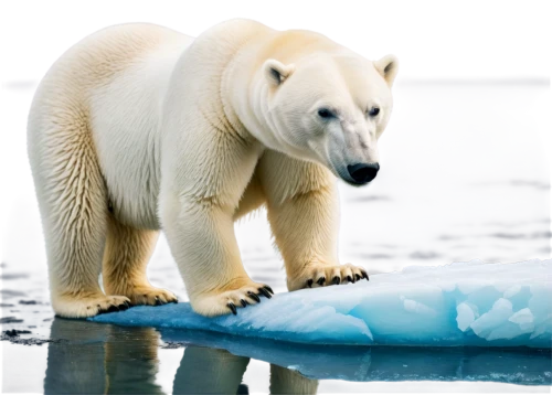 ice bears,polar bears,polar bear,icebear,artic,ice bear,polar,arctica,arctic,arctic ocean,arcticus,svalbard,paleoclimate,aurora polar,iceburg,artificial ice,beringia,greenpeace,global warming,polar aurora,Conceptual Art,Daily,Daily 05