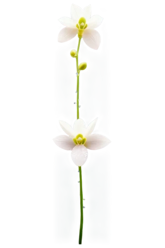 flowers png,zephyranthes,white cosmos,white lily,spineflower,garden star of bethlehem,hymenocallis,minimalist flowers,lilium candidum,caladenia,saxifrage,flowerdew,starflower,linanthus,white flower,artificial flower,star of bethlehem,lily flower,grass lily,ox-eye daisy,Illustration,Black and White,Black and White 16