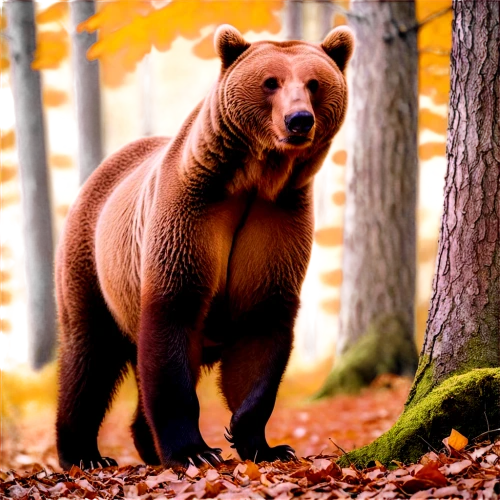 european brown bear,brown bear,nordic bear,bear,bearlike,cute bear,ursine,orso,bearse,bear guardian,great bear,bearss,brown bears,bluebear,cub,scandia bear,bearman,little bear,ursus,bearak,Illustration,Abstract Fantasy,Abstract Fantasy 11