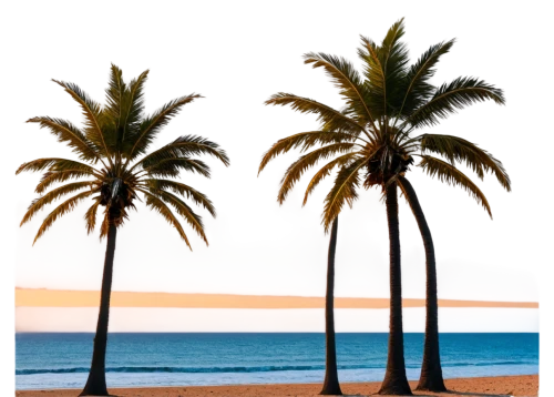 palmtrees,coconut trees,two palms,heads of royal palms,palm trees,coconut palms,palm fronds,palms,palm silhouettes,palmtops,palm tree,palm branches,palm forest,royal palms,palm leaves,palm tree vector,palmtree,palm,palm pasture,palm tree silhouette,Photography,General,Sci-Fi